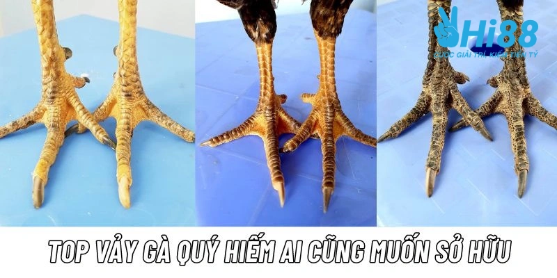 Thông tin giới thiệu về vảy gà quý